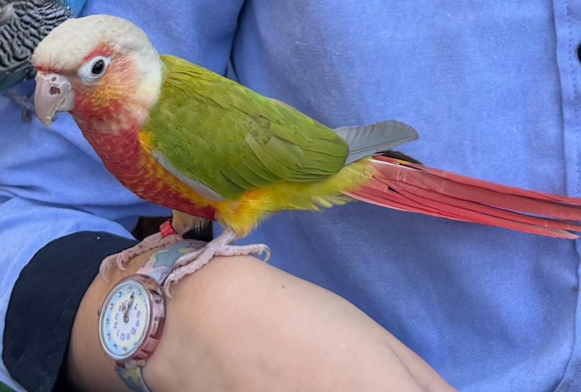 Conure Soleil