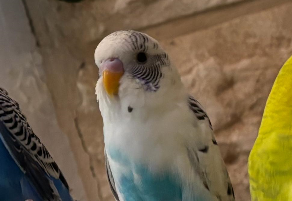 Conure Soleil