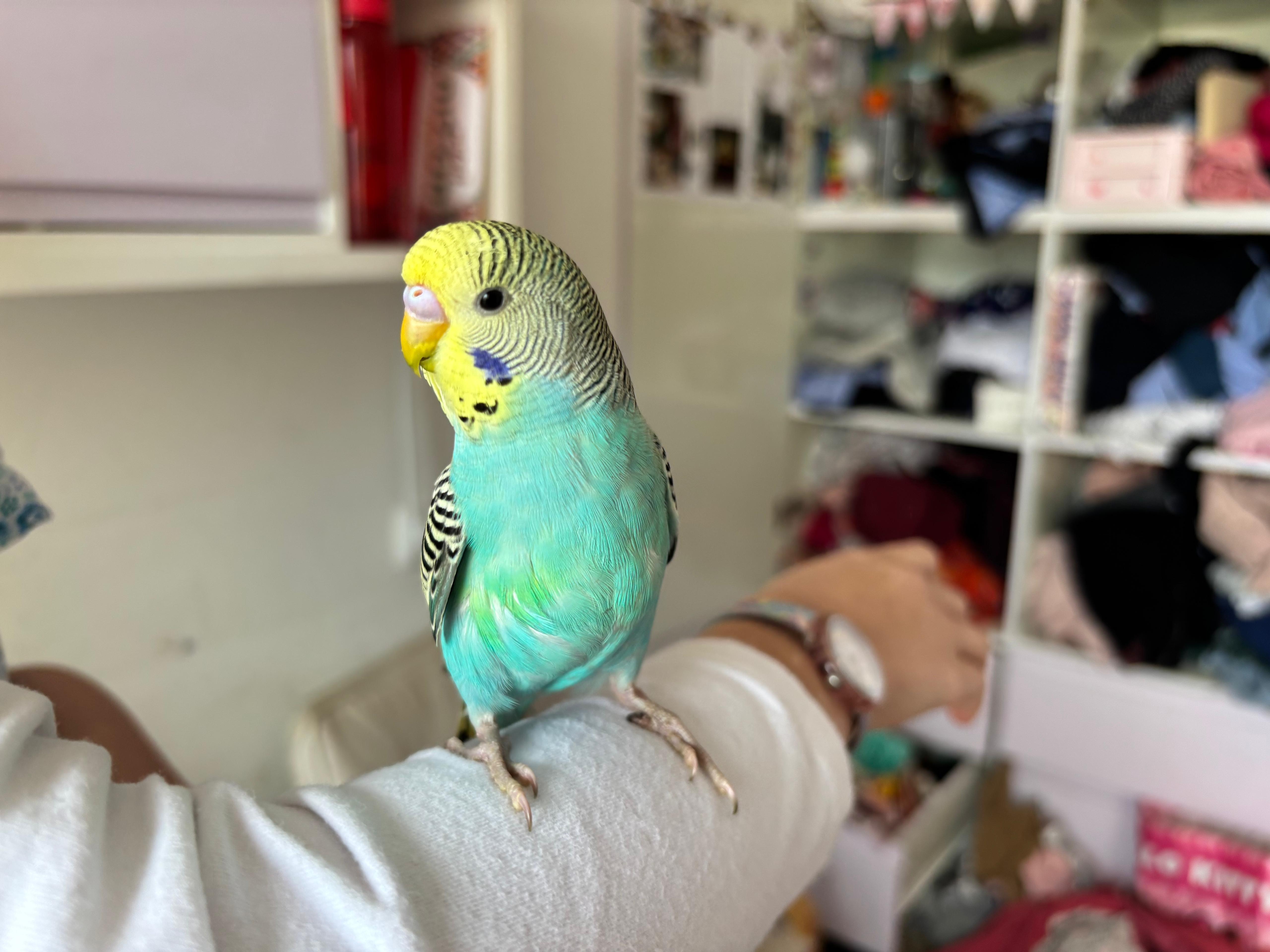 Conure Soleil