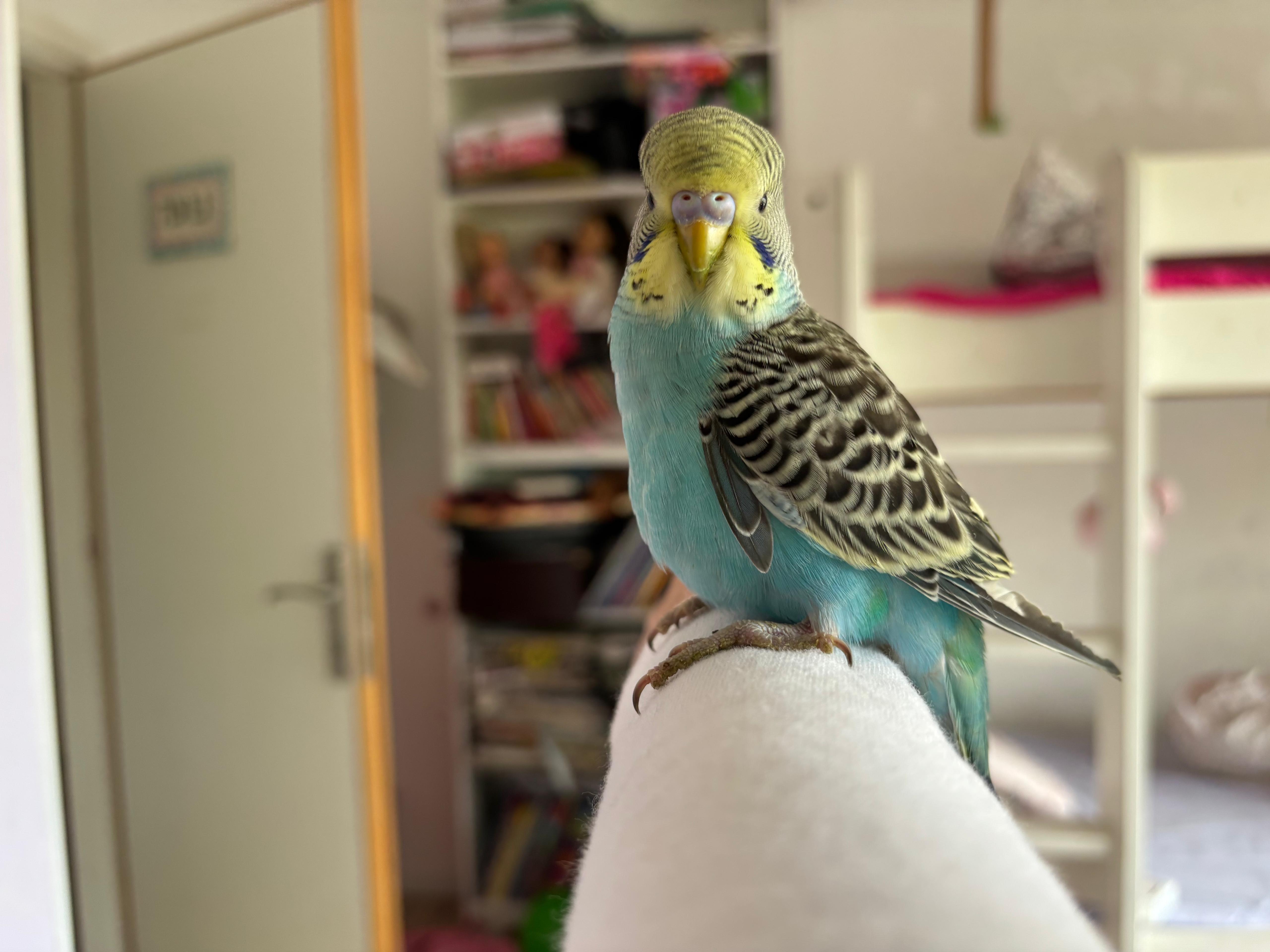 Conure Soleil