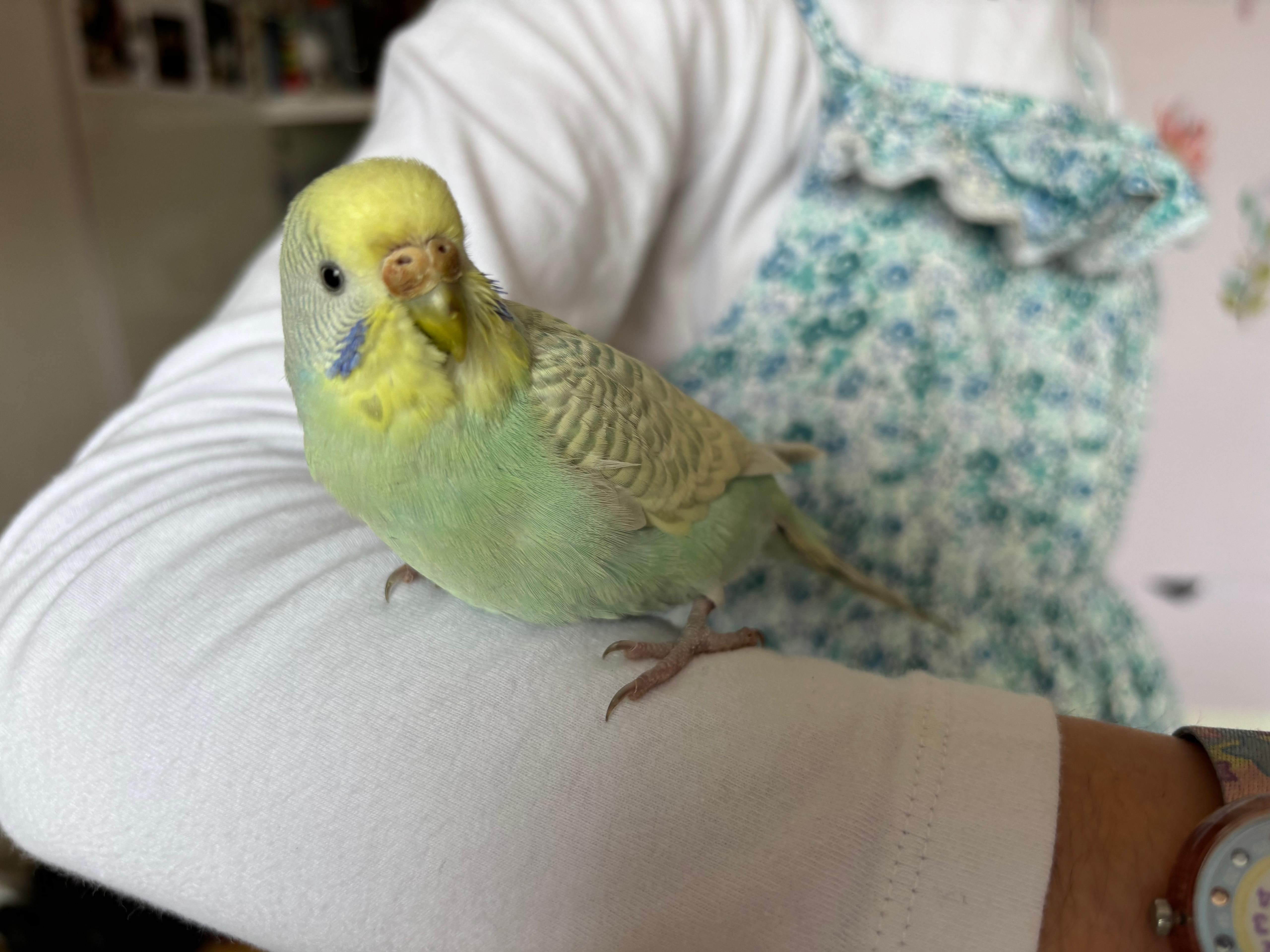 Conure Soleil