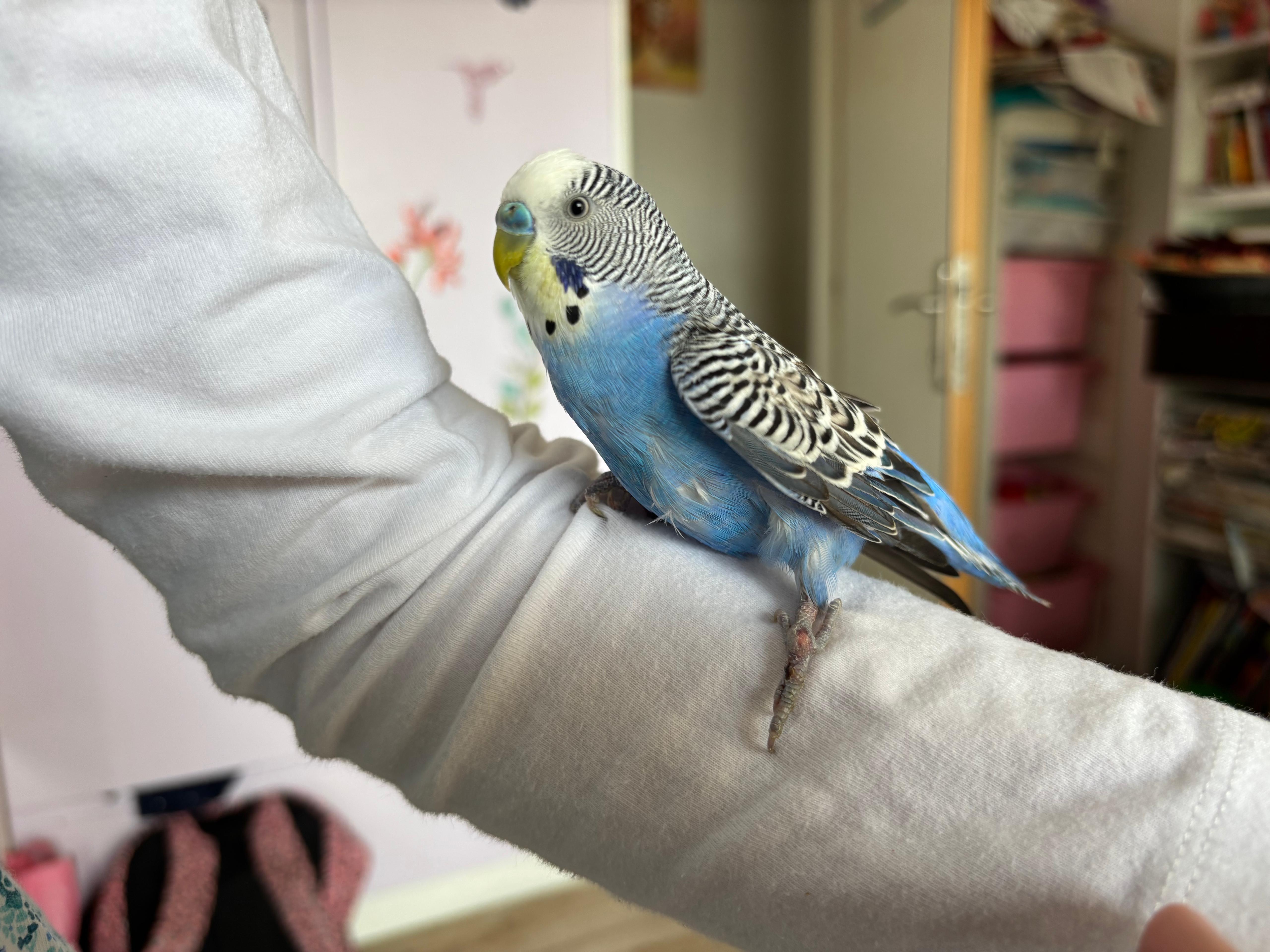 Conure Soleil