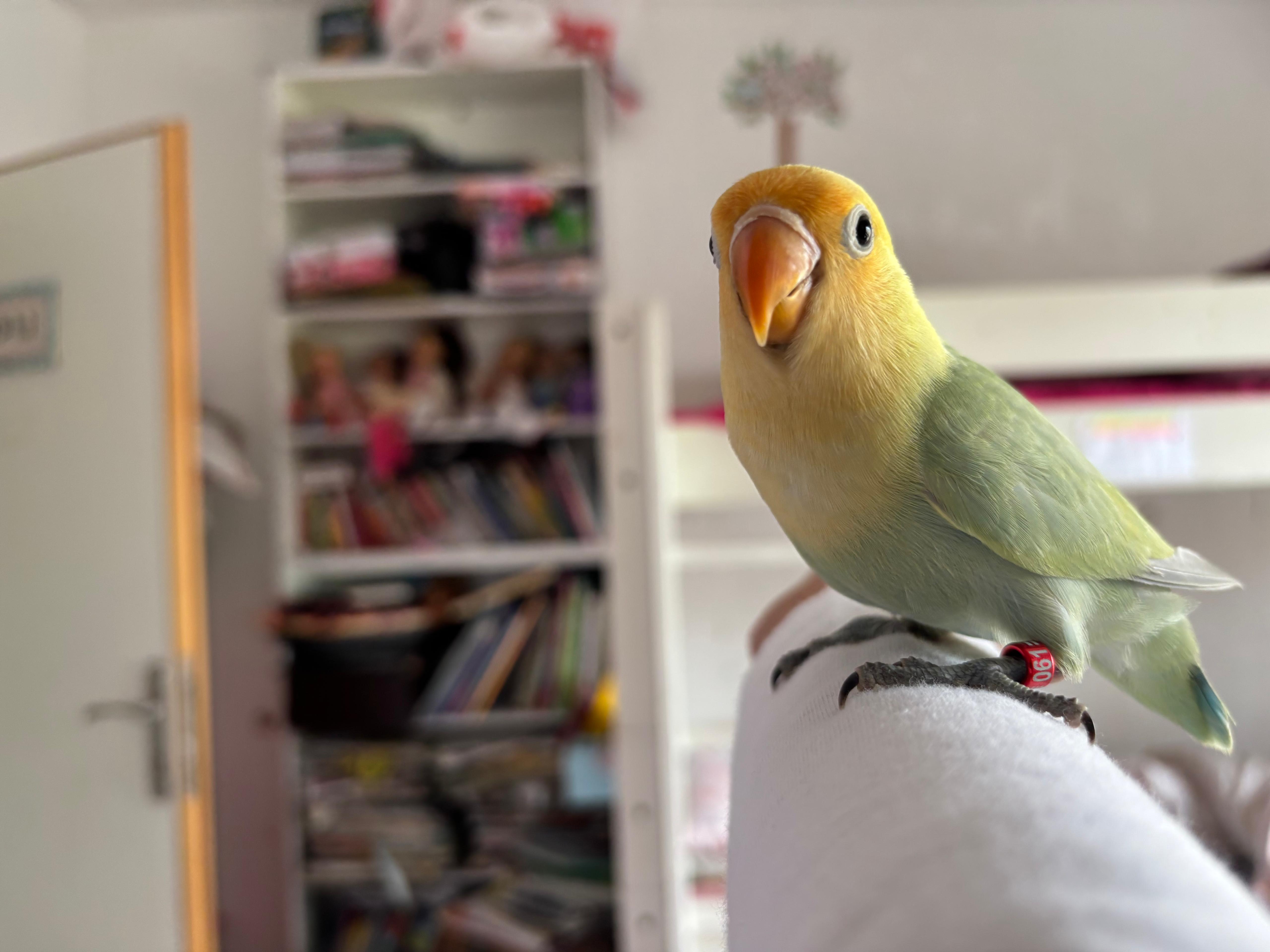 Conure Soleil