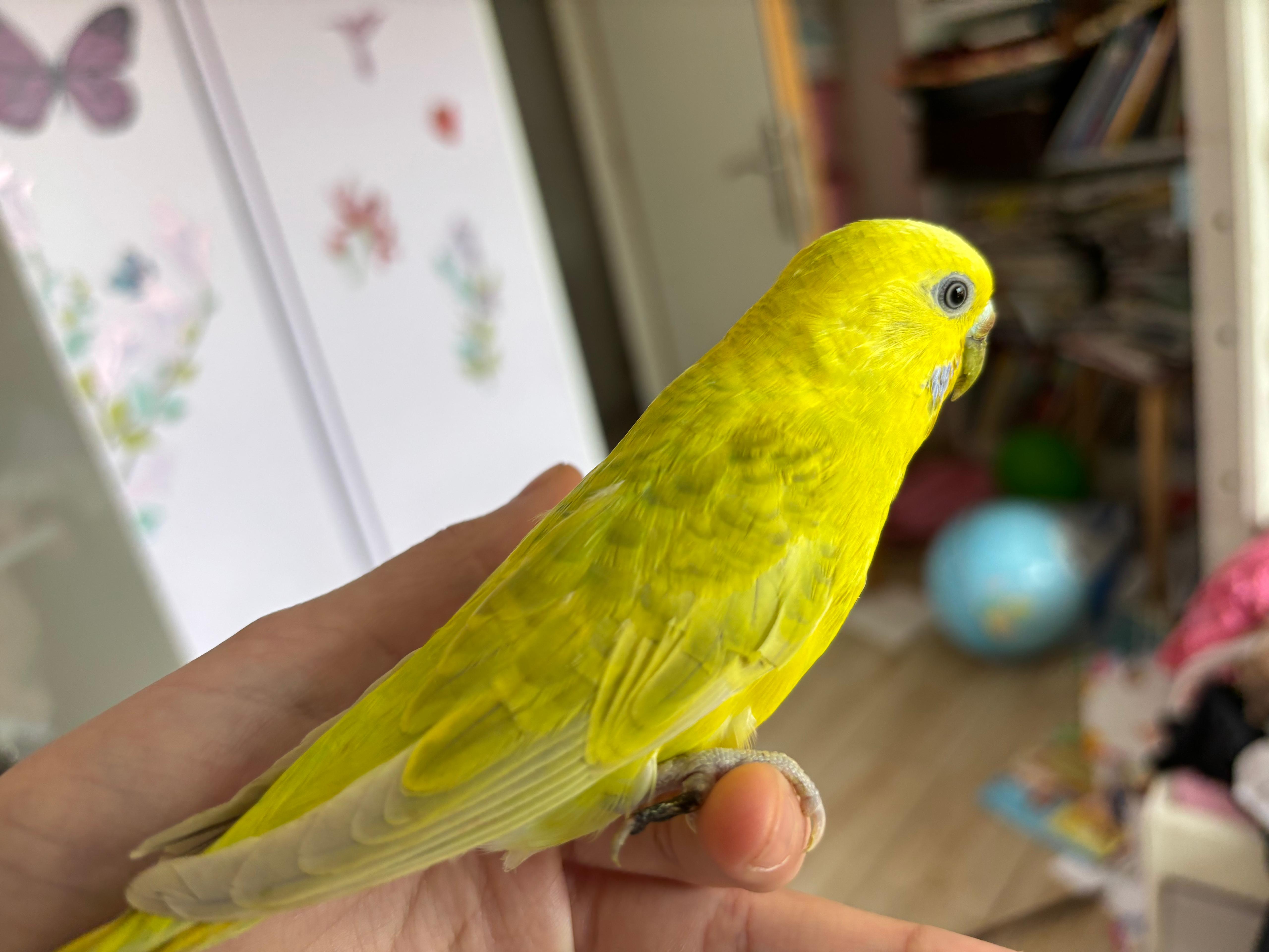 Conure Soleil