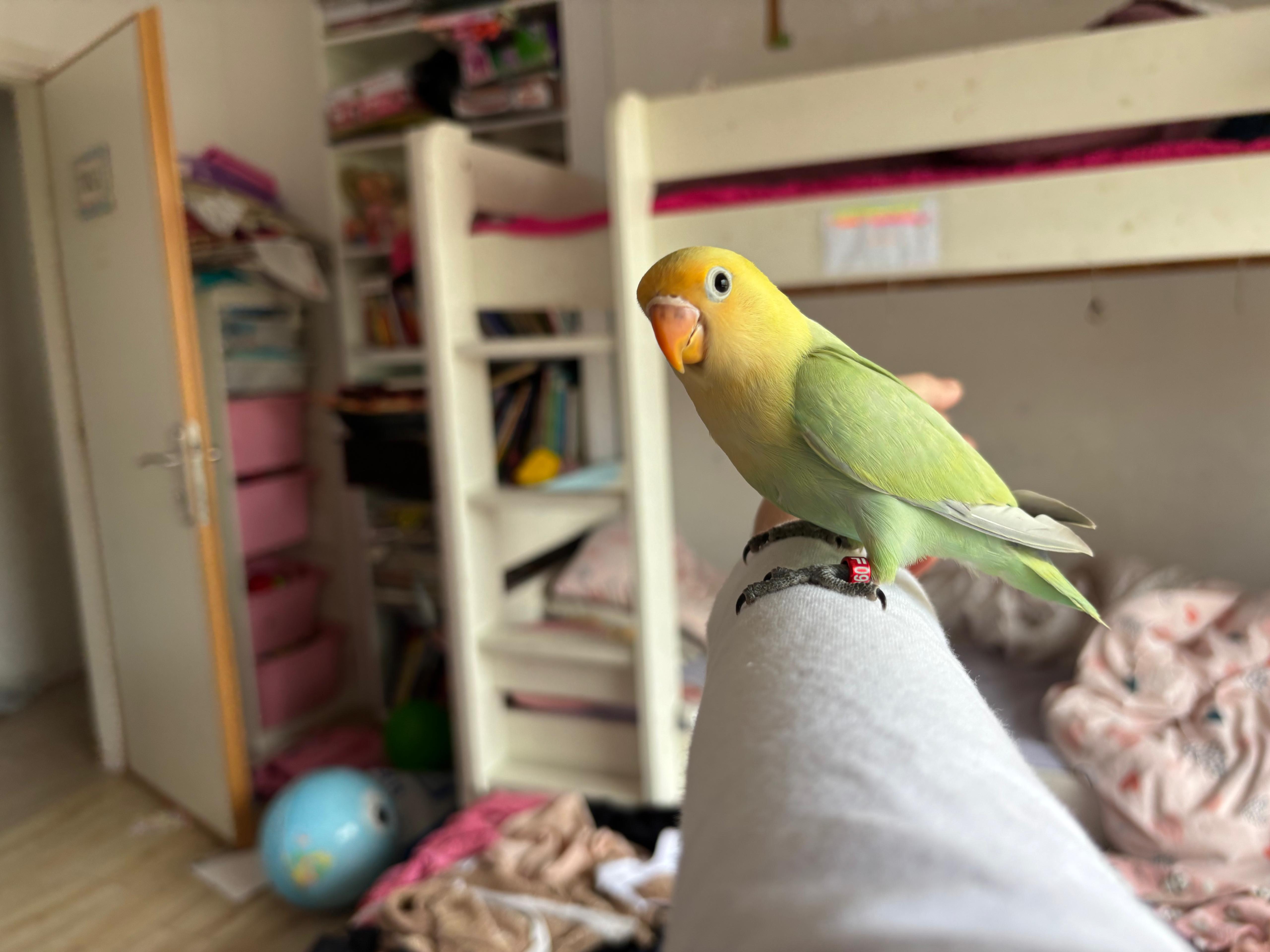 Conure Soleil