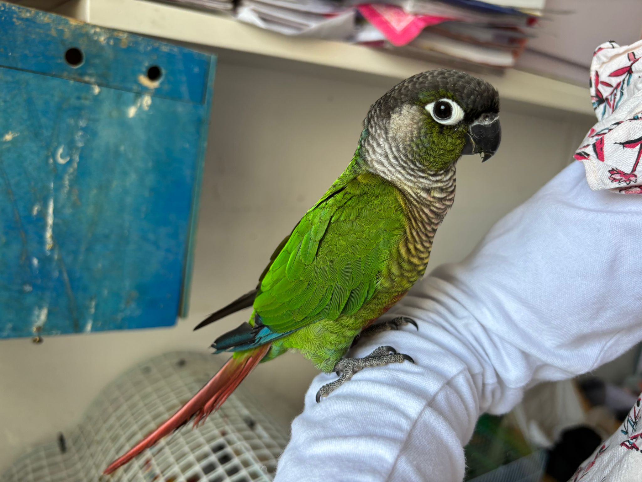 Conure Soleil
