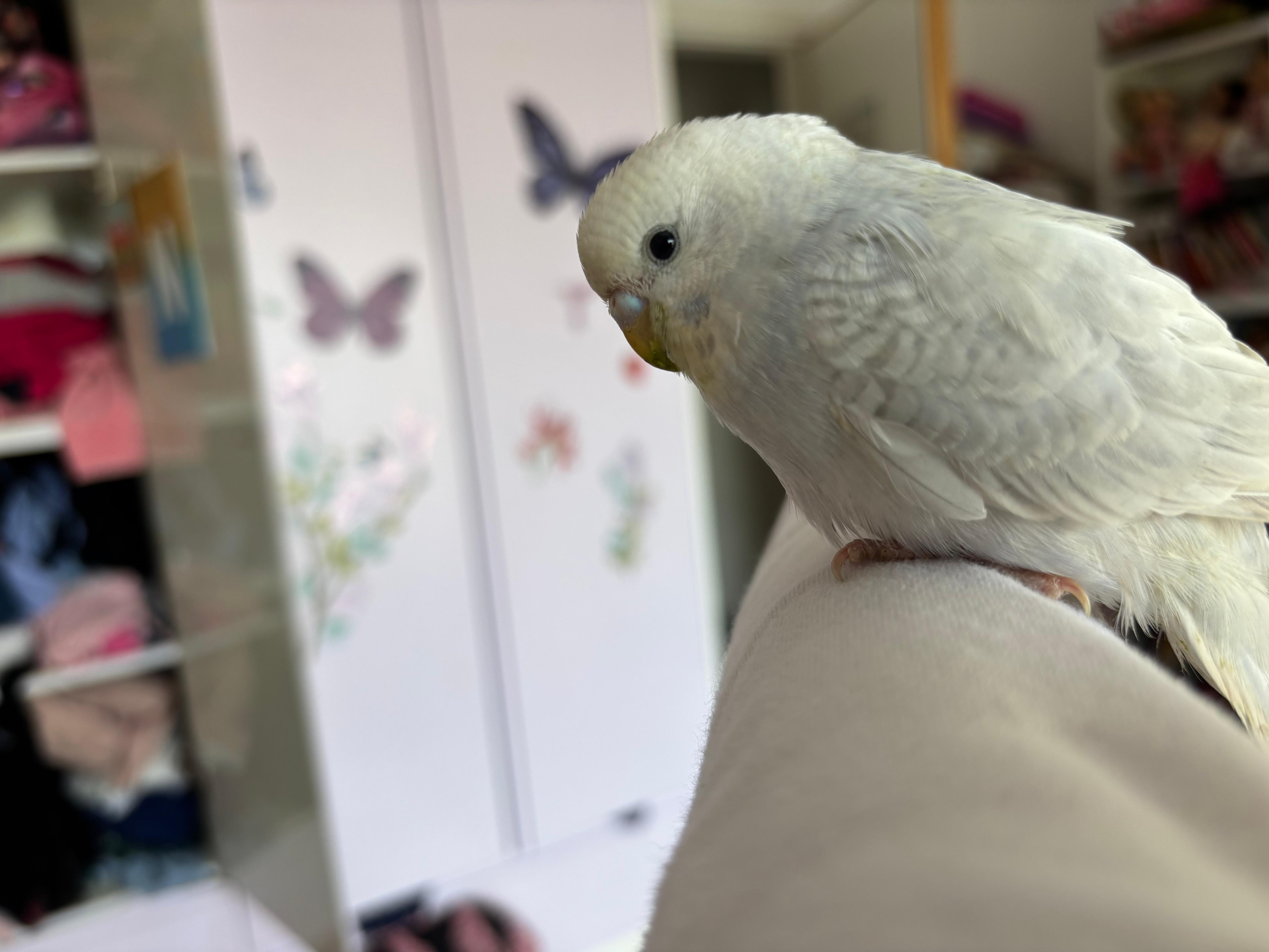 Conure Soleil