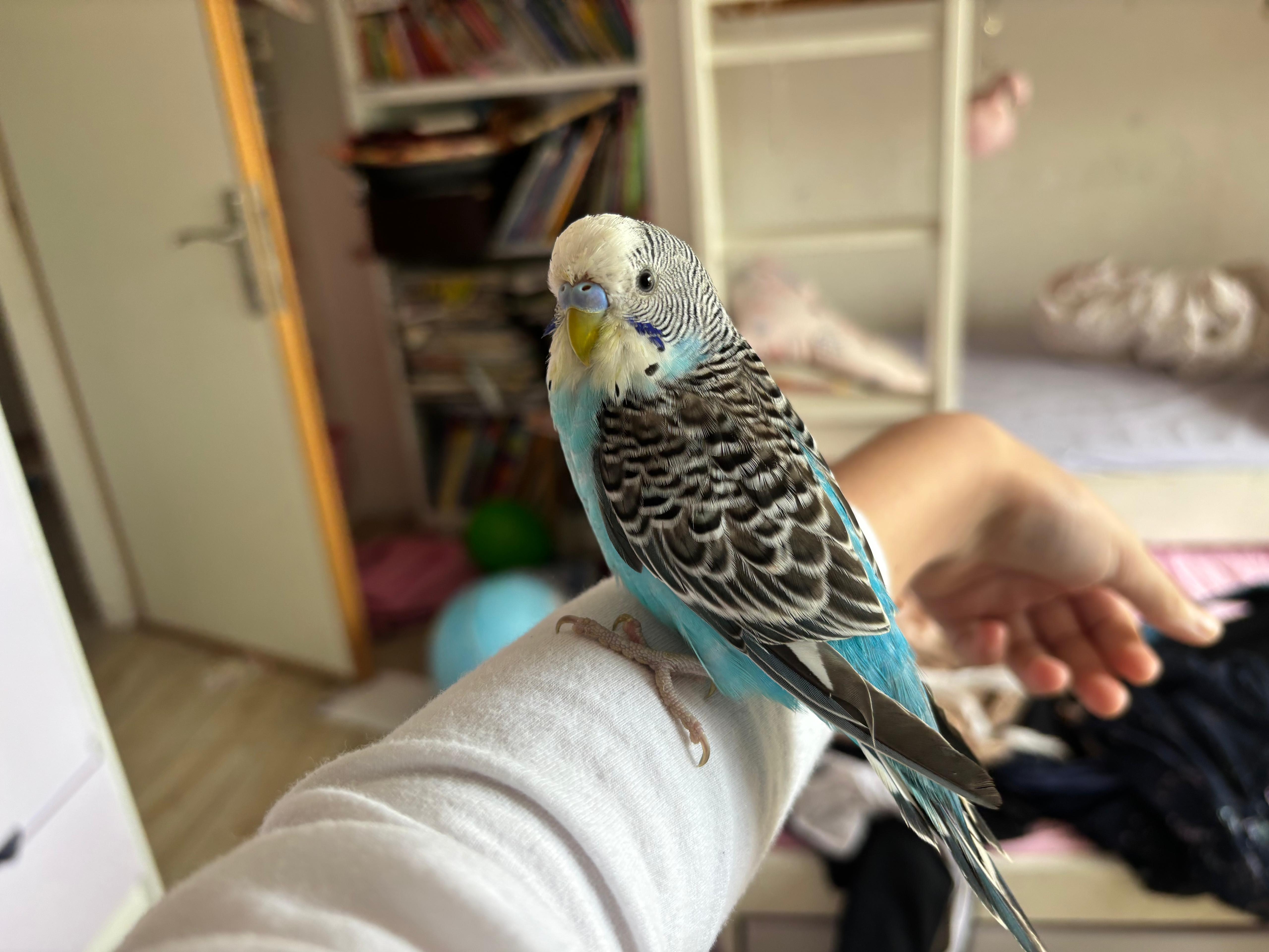 Conure Soleil