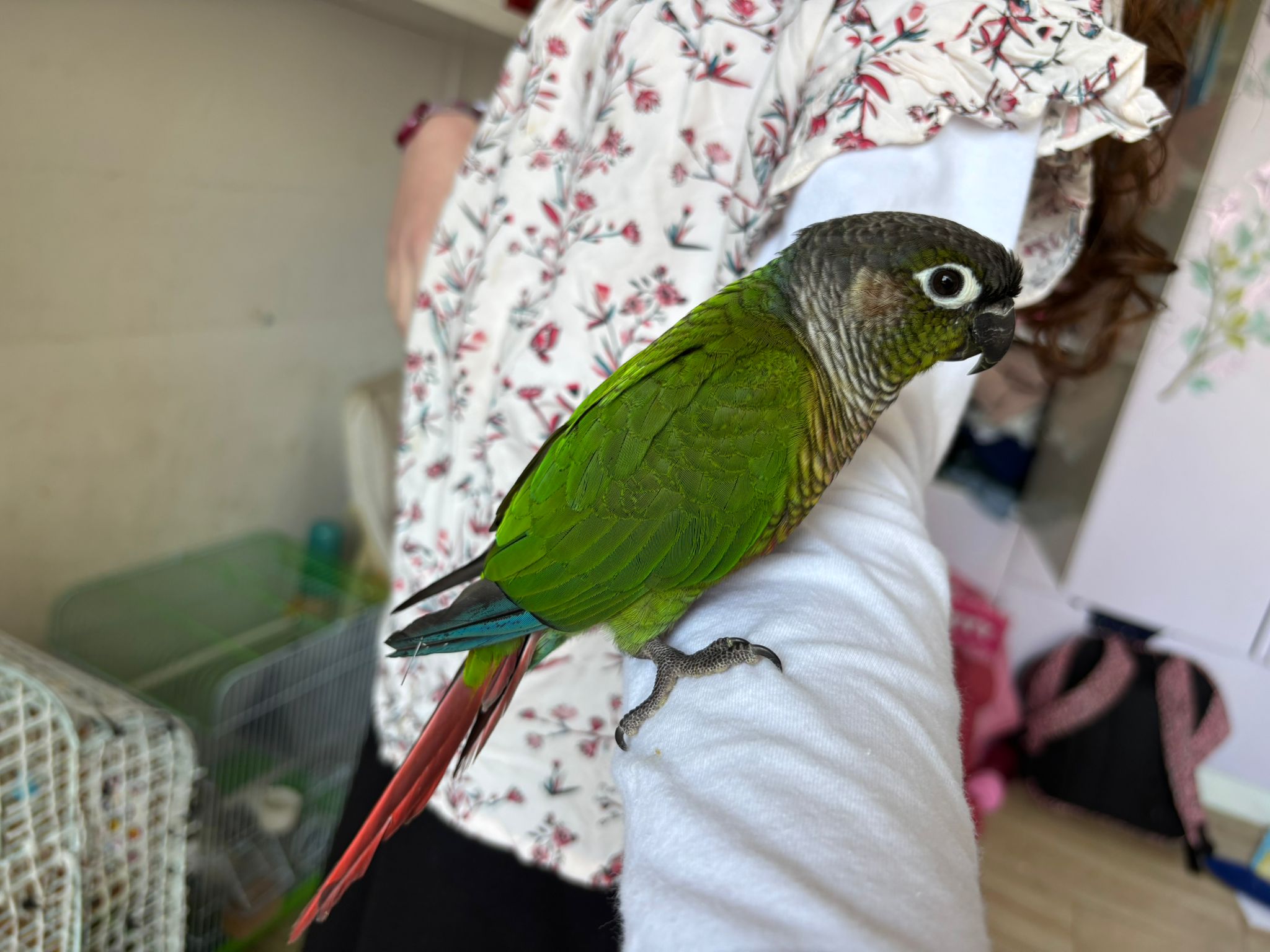 Conure Soleil
