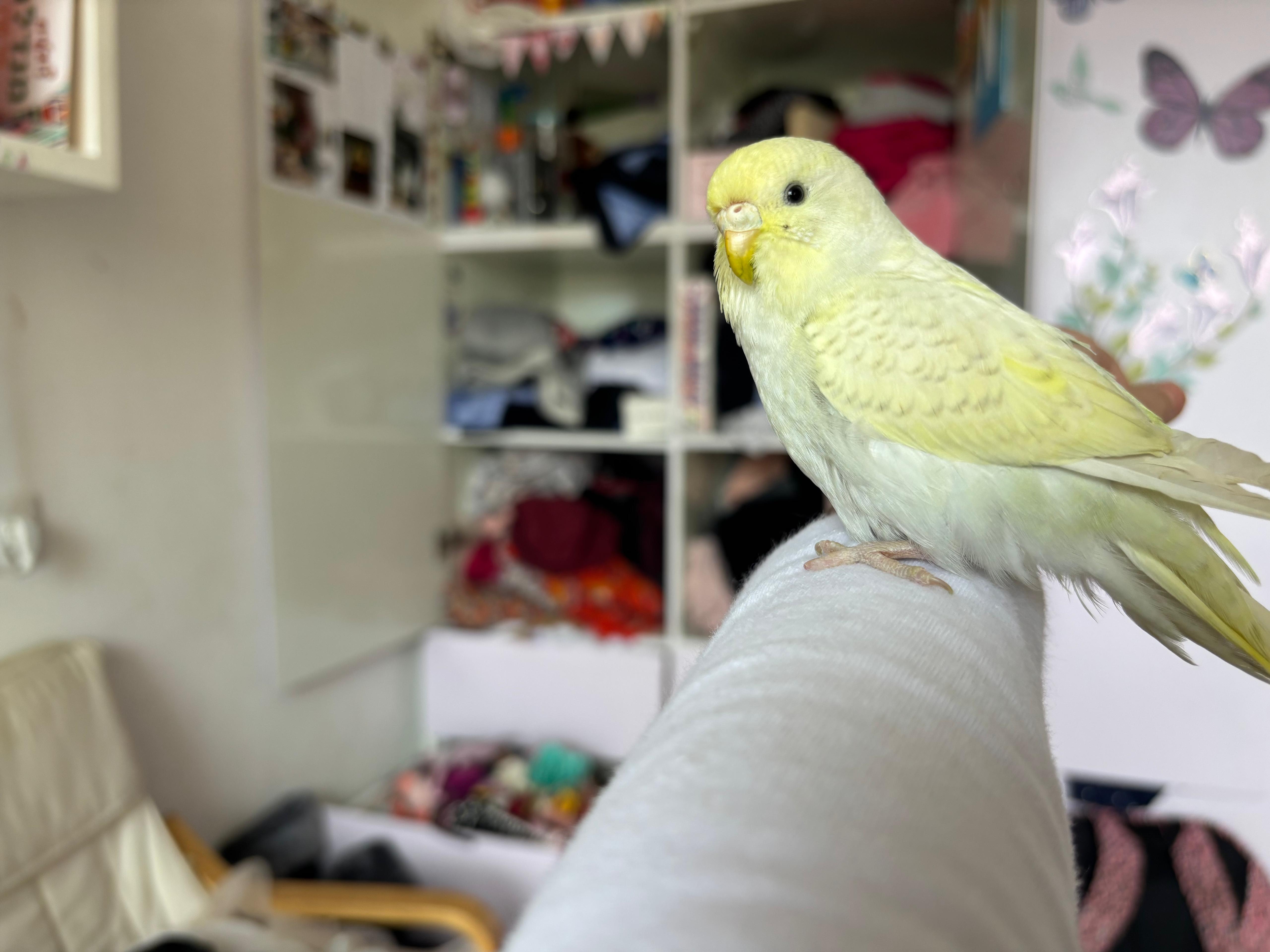 Conure Soleil
