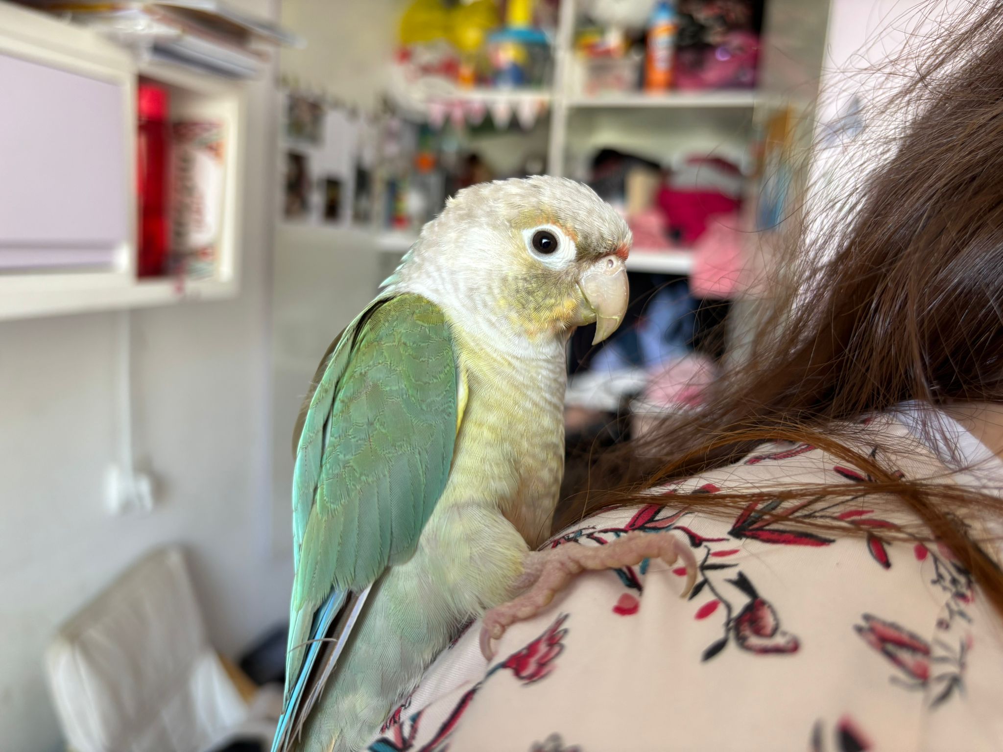 Conure Soleil